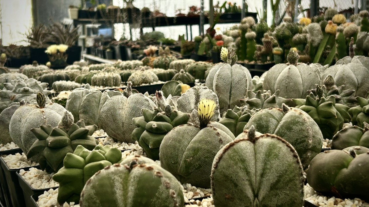 Colección Sempiterra