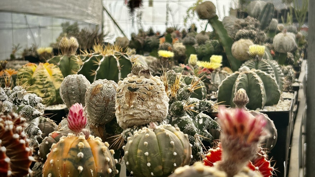 Cactus raro