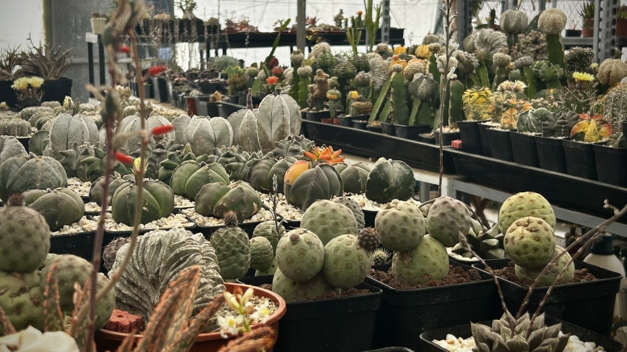 Colección